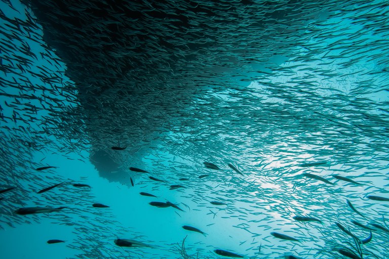 FISH STOCKS COULD RECOVER IF 30 PER CENT OF THE MEDITERRANEAN IS PROTECTED BY 2030