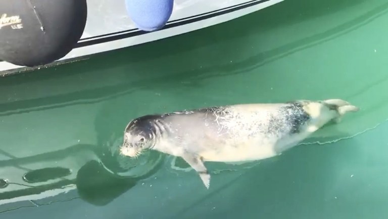 New sighting of the Mediterranean monk seal in Lebanon