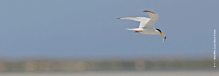 IL N'Y A PAS DE MÉDITERRANÉE SAINE SANS UNE FAUNE SAUVAGE