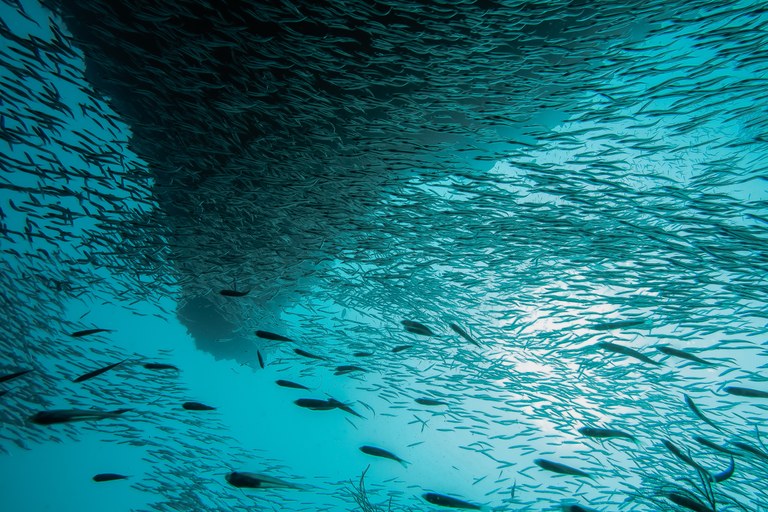 LES STOCKS DE POISSON POURRAIENT ÊTRE RÉCUPÉRÉ SI 30% DE LA MÉDITERRANÉE EST PROTÉGÉ D'ICI 2030