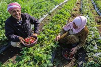Communiqué de presse - Soutient de la Palestine par le project WES dans la gestion et les pratiques optimales de l'irrigation