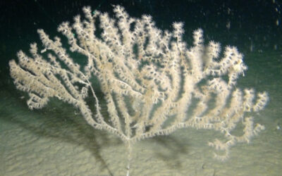 The GFCM contributes to biodiversity conservation