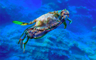 When the chef is smart: Invasive alien species, from the sea to the table
