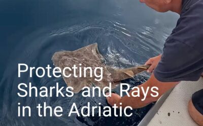 Six Small Projects for Sharks and Rays