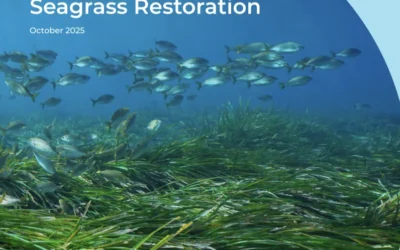 New Report explores opportunities in seagrass restoration