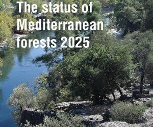 Mediterranean Forests: between transformations and ongoing challenges