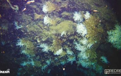 Gulf of Naples: a large reef discovered