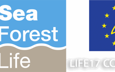 Posidonia Oceanica meadows as blue carbon reservoirs