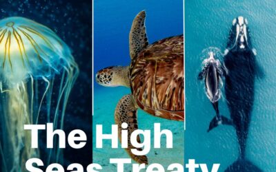 High Seas Treaty Enters into Force