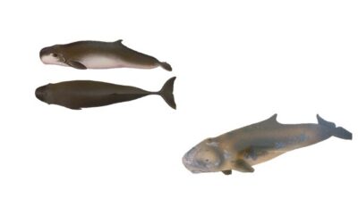 Pygmy Sperm whale identified in the Mediterranean Sea