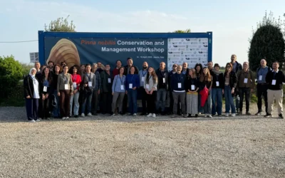 A meeting on the largest marine bivalve in the Mediterranean