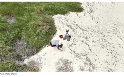 New Loggerhead sea turtle nesting site discovered in Tunisia