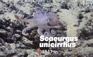 PNNR MER: Seamounts and deep species