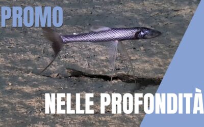 PNNR MER: Seamounts and deep species