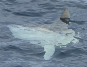 The ocean sunfish in the Mediterranean: new insights into an enigmatic species